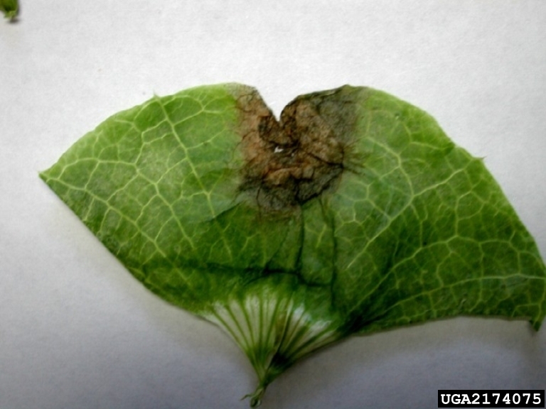leaf spot disease of BellsofIreland (Cercospora moluccella)