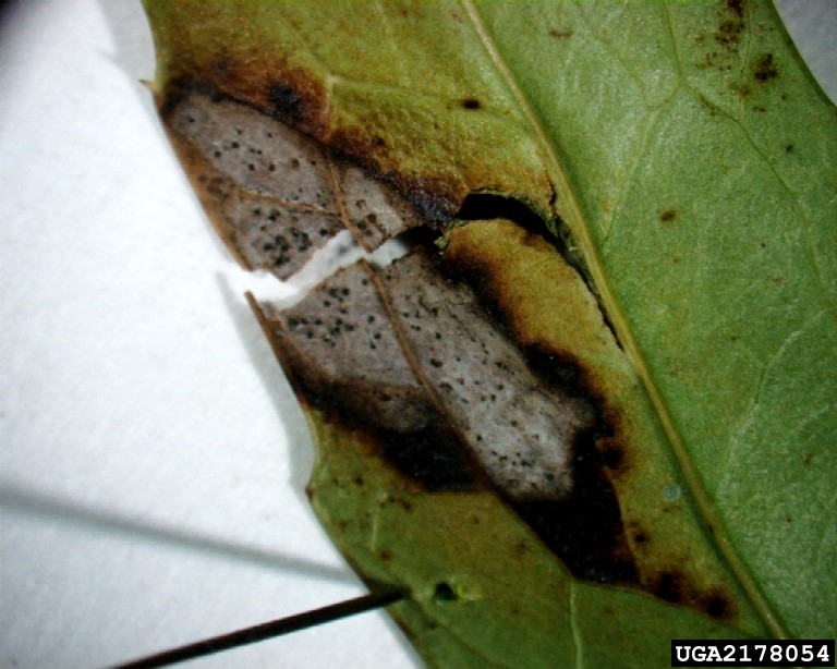 apple scab (<em>Venturia inaequalis</em>) sign