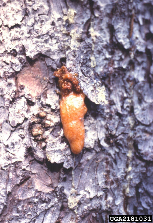 spruce beetle (Dendroctonus rufipennis)