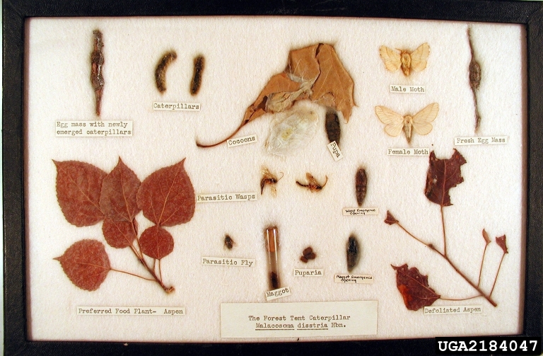 forest tent caterpillar, Malacosoma disstria (Lepidoptera