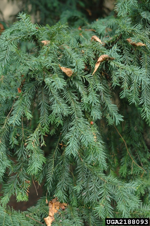English yew (Taxus baccata)