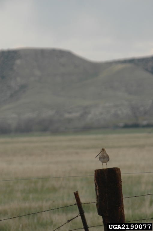 Wilson's snipe (Gallinago delicata)