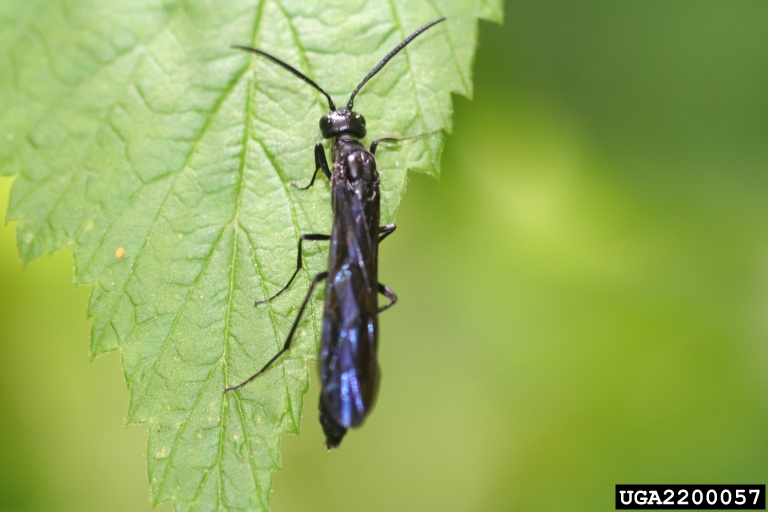 rose stem sawfly (Hartigia trimaculata ) on European red raspberry