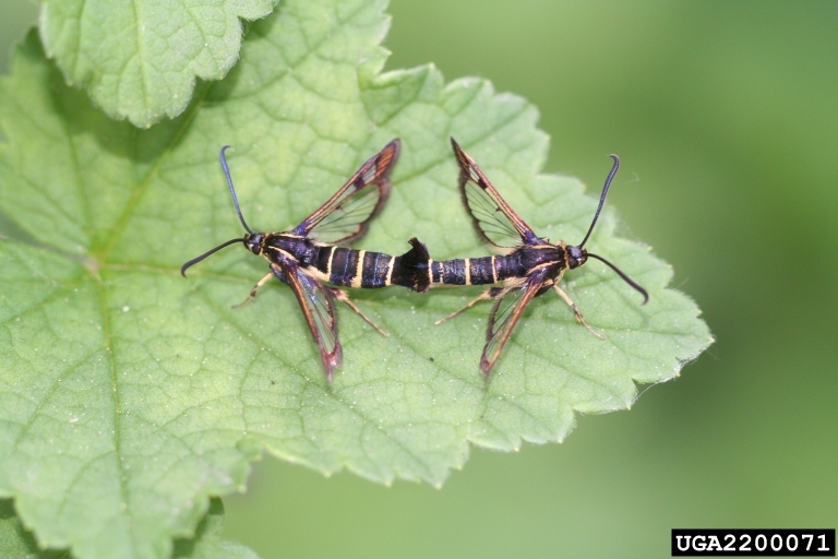 Rose Stem Girdler/Bronze Cane Borer Bugwoodwiki