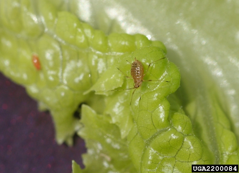 currentlettuce aphid (Nasonovia ribisnigri)