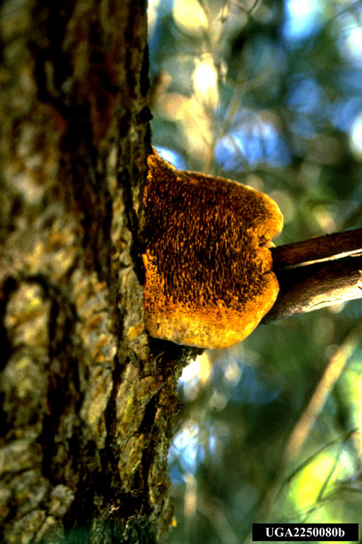 indian paint fungus (Echinodontium tinctorium)