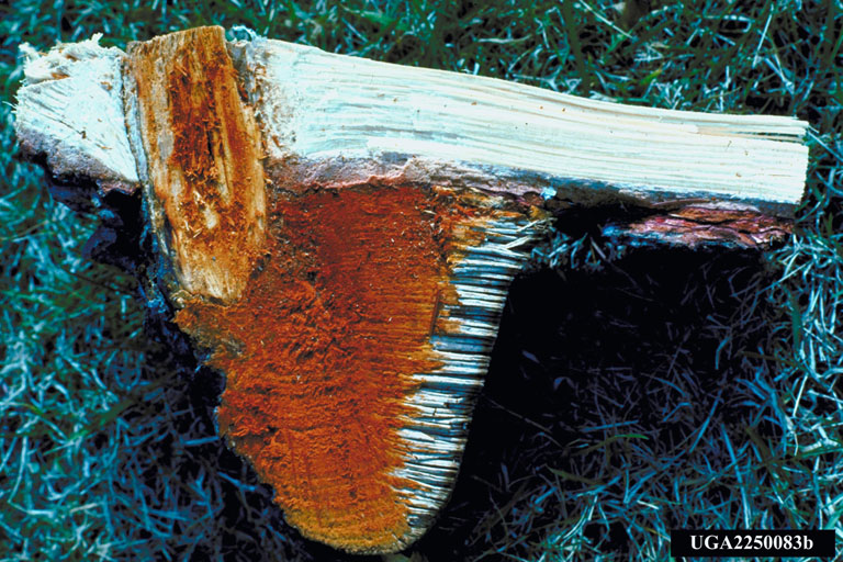 indian paint fungus (Echinodontium tinctorium)