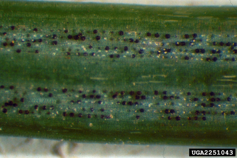 Swiss needle cast (Phaeocryptopus gaeumannii)