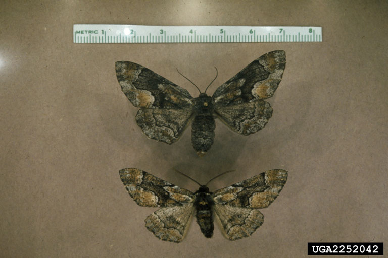 eastern pine looper, Lambdina pellucidaria (Lepidoptera Geometridae