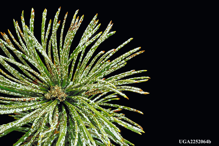 pine needle scale (Chionaspis pinifoliae)