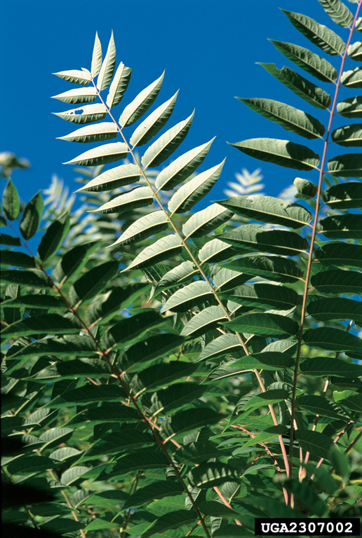 treeofheaven (Ailanthus altissima)