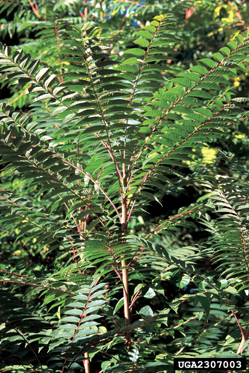 treeofheaven (Ailanthus altissima)
