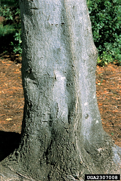 treeofheaven (Ailanthus altissima)