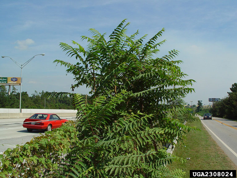 treeofheaven (Ailanthus altissima)
