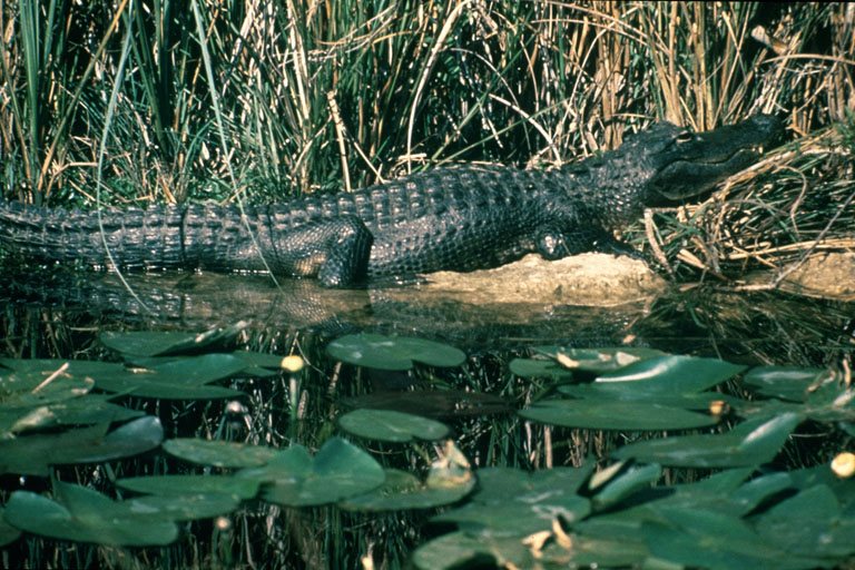 American alligator (Alligator mississippiensis)
