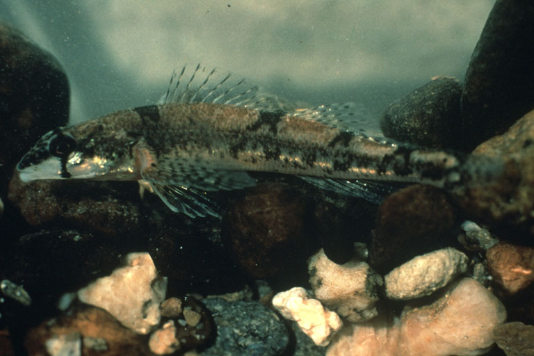 amber darter (Percina antesella)