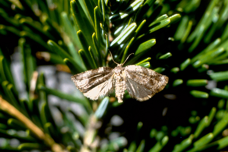 Fioriniina Insect European fir budworm (Choristoneura murinana (Hubner))