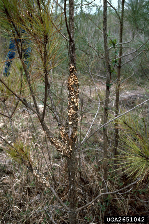 fusiform rust (Cronartium quercuum f.sp. fusiforme) on loblolly pine ...