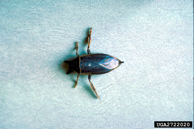 giant water bug (Lethocerus americanus)