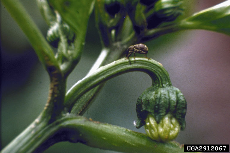 pepper weevil (Anthonomus eugenii)