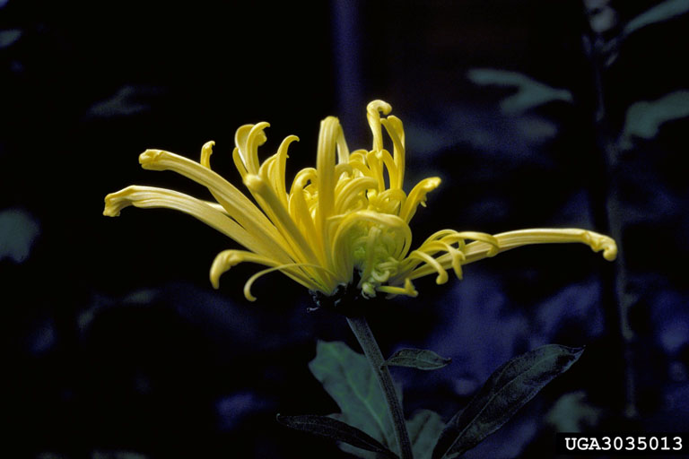 chrysanthemum (Genus Chrysanthemum)