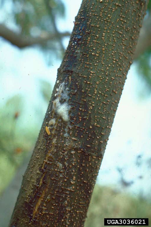 mimosa wilt (Fusarium oxysporum f.sp. perniciosum)