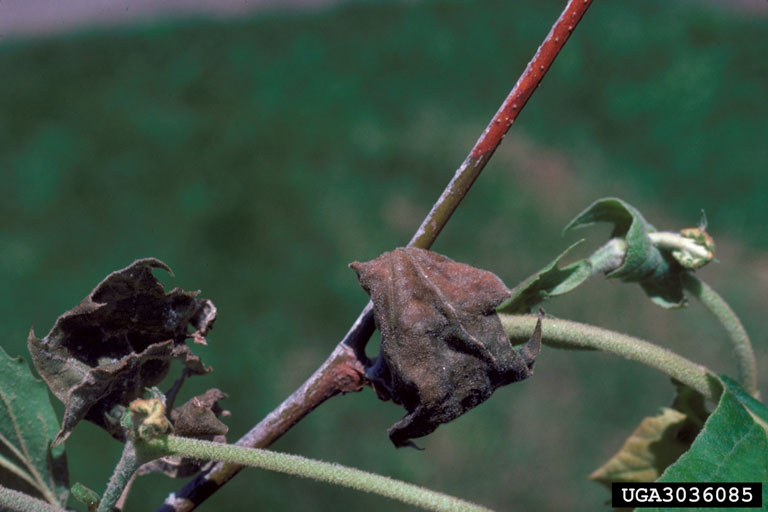 sycamore anthracnose (Apiognomonia