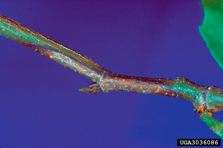 sycamore anthracnose (Apiognomonia