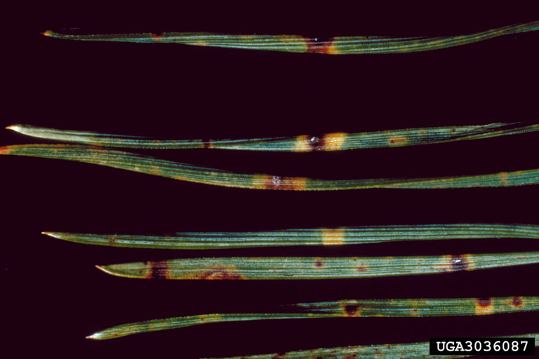 pine needle cast (Lophodermium pinastri)