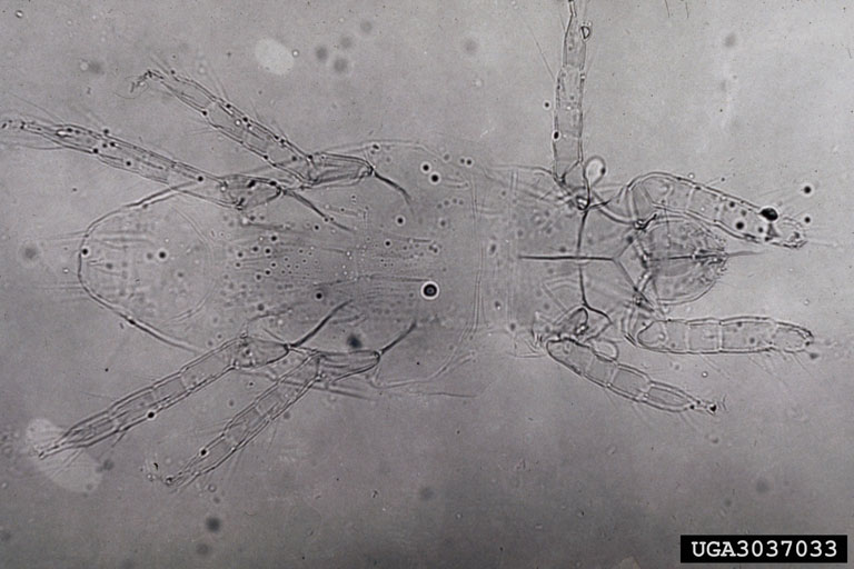 straw itch mite, Pyemotes tritici (Acari Pyemotidae) 3037033
