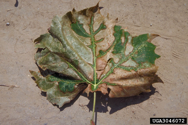 bacterial leaf scorch (Xylella fastidiosa)
