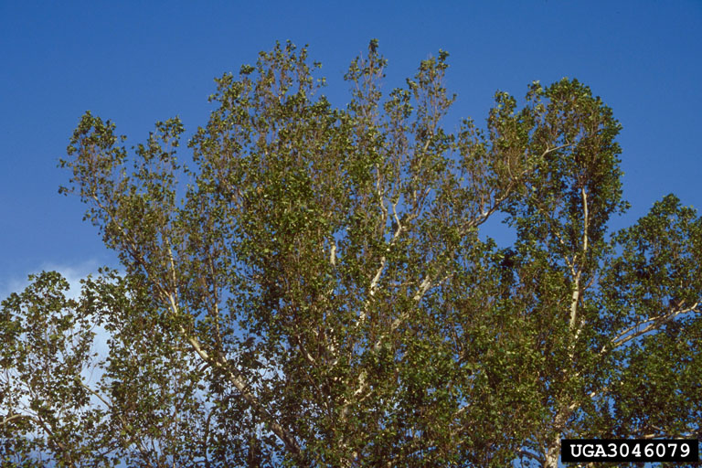 sycamore anthracnose (Apiognomonia