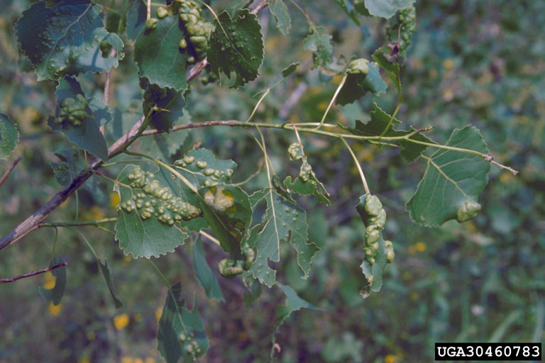 leaf blister of poplar (Taphrina populina)