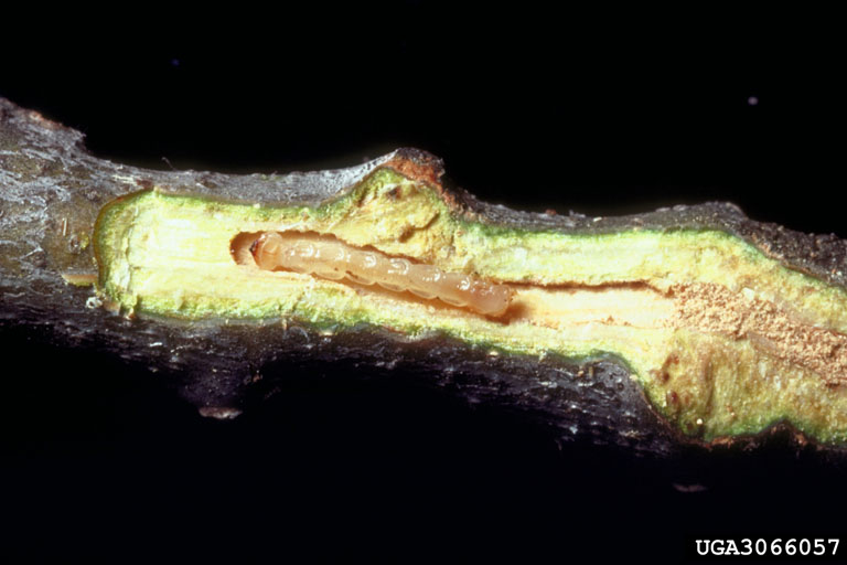 metallic woodboring beetles (Genus Agrilus)