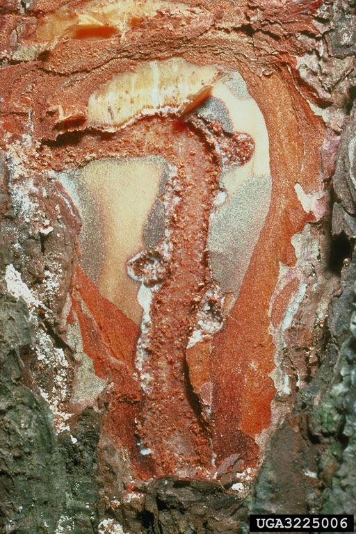 black turpentine beetle (Dendroctonus terebrans ) on pine (Pinus spp