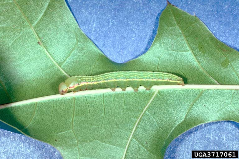 Insect Images