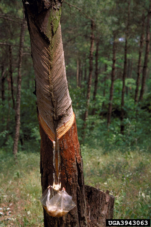 Mason pine, Pinus massoniana (Pinales Pinaceae) 3943063