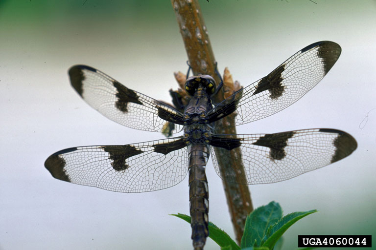 dragonflies and damselflies (Order Odonata)