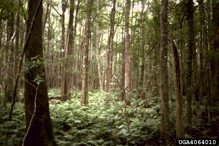 bottomland hardwoods4064010