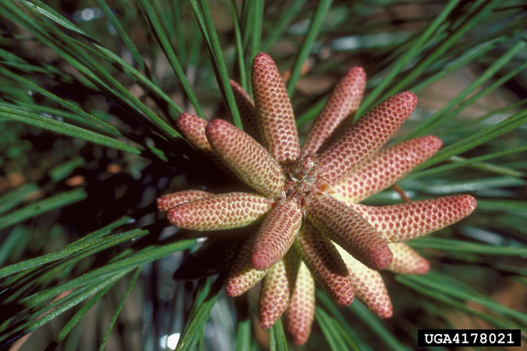loblolly pine, Pinus taeda (Pinales Pinaceae) 4178021