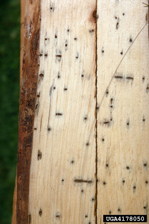 Borers/Myoplatypus flavicornis Bugwoodwiki