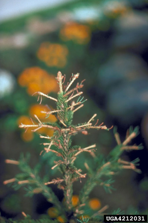 yellowheaded spruce sawfly (Pikonema alaskensis)