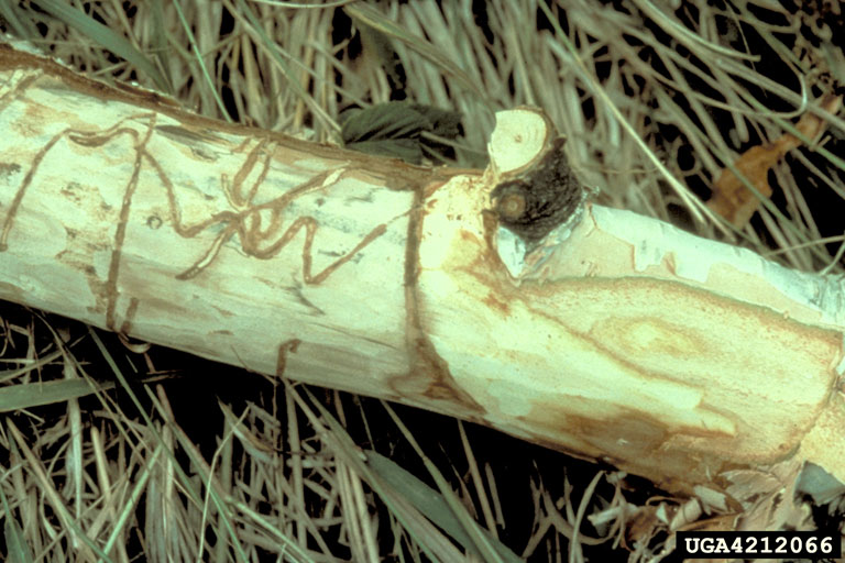 bronze birch borer (Agrilus anxius)