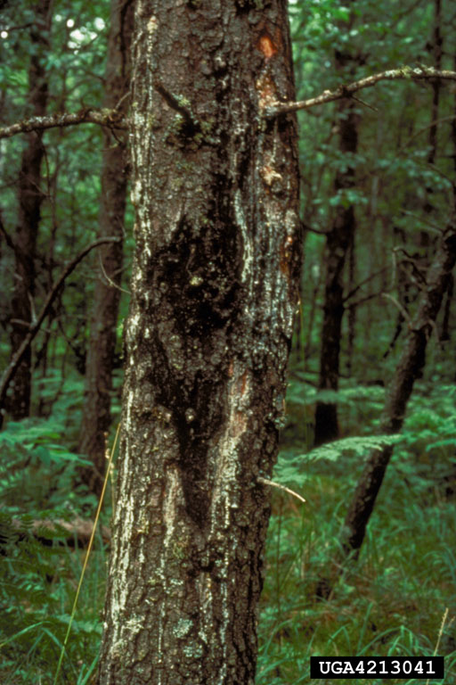 sweet fern blister rust (Cronartium comptoniae)