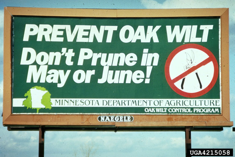 Photo by D. W. French, University of Minnesota, Bugwood.org 4215058