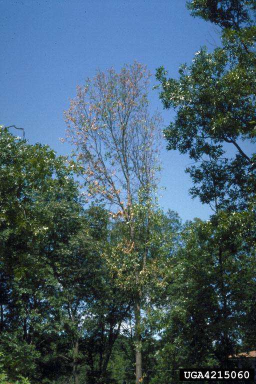 Photo by Fred Baker, Utah State University, Bugwood.org 4215060