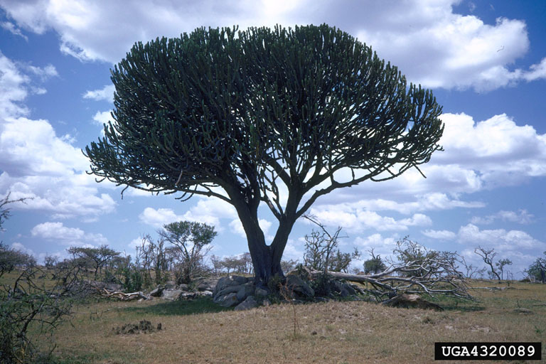 candelabra tree (Euphorbia ingens)