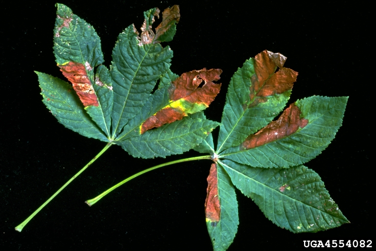 Guignardia blotch of buckeyes and horsechestnuts (<em>Guignardia aesculi</em>) symptoms on buckeye (<em>Aesculus spp.</em>)