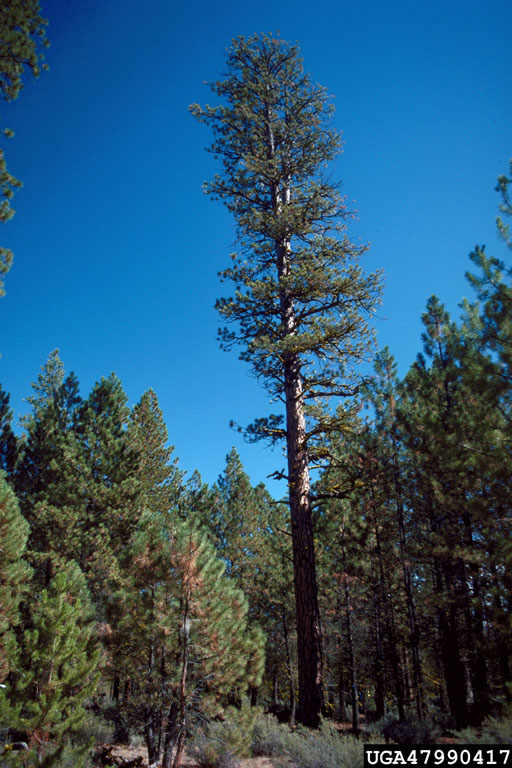 ponderosa pine (Pinus ponderosa)