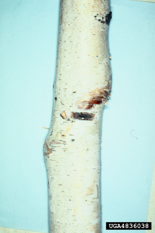 bronze birch borer (Agrilus anxius)